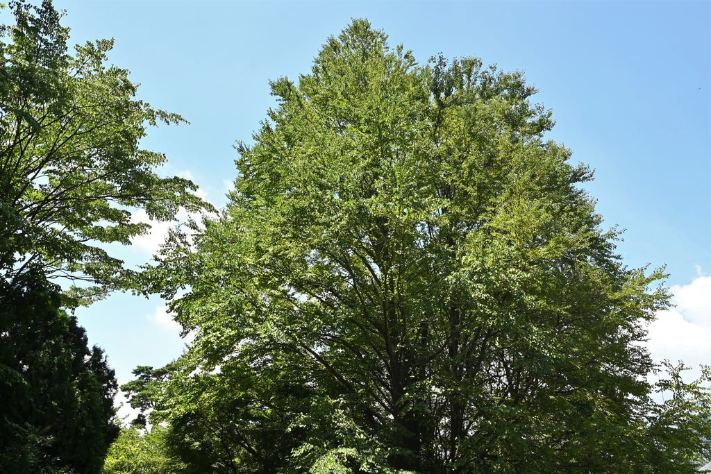 Katsura-Tree-Cercidiphyllum-japonicum