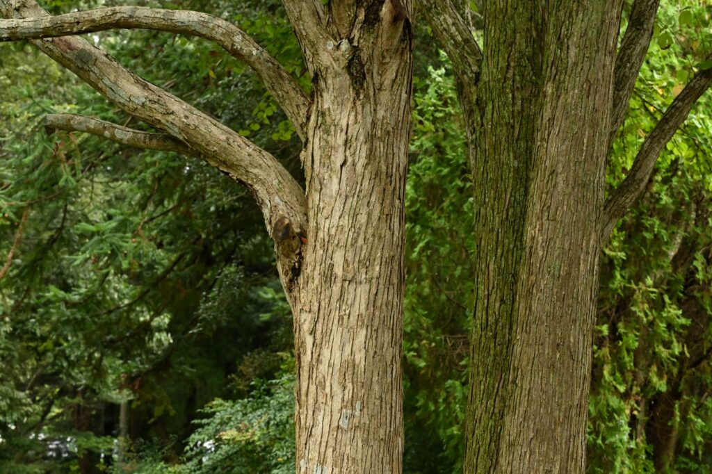 Katsura-Tree-Cercidiphyllum-japonicum