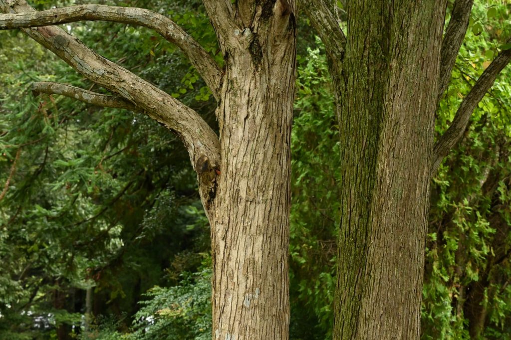 Katsura-Tree-Cercidiphyllum-japonicum
