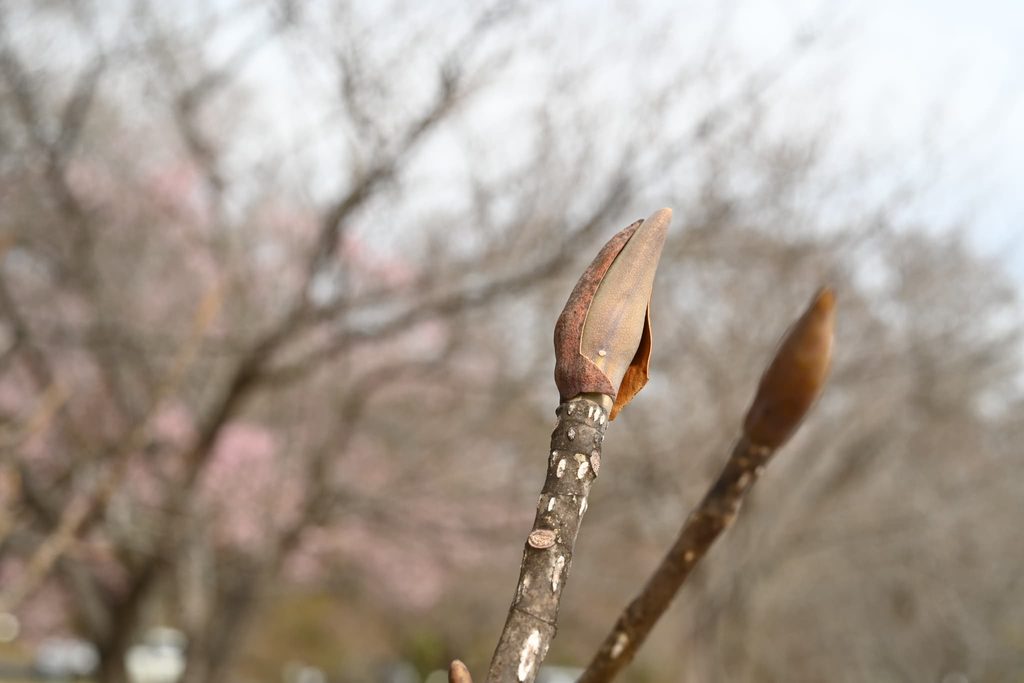 Japanese-Bigleaf-Magnolia-Hoonoki-Magnolia-obovata