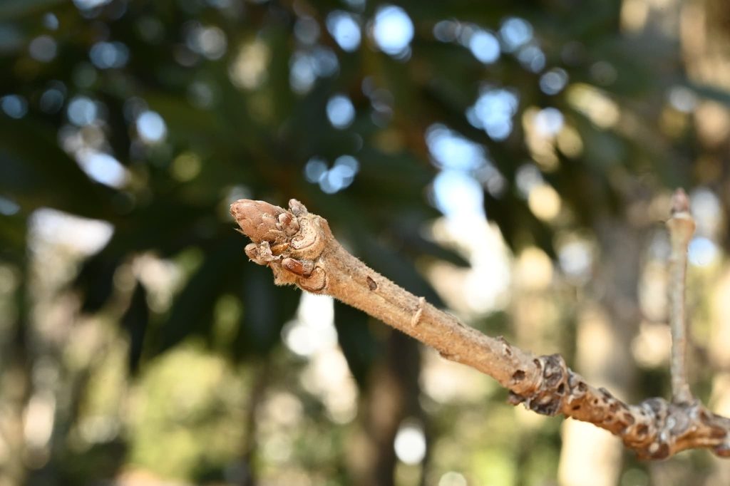 Kashiwa-Oak-Quercus-dentata