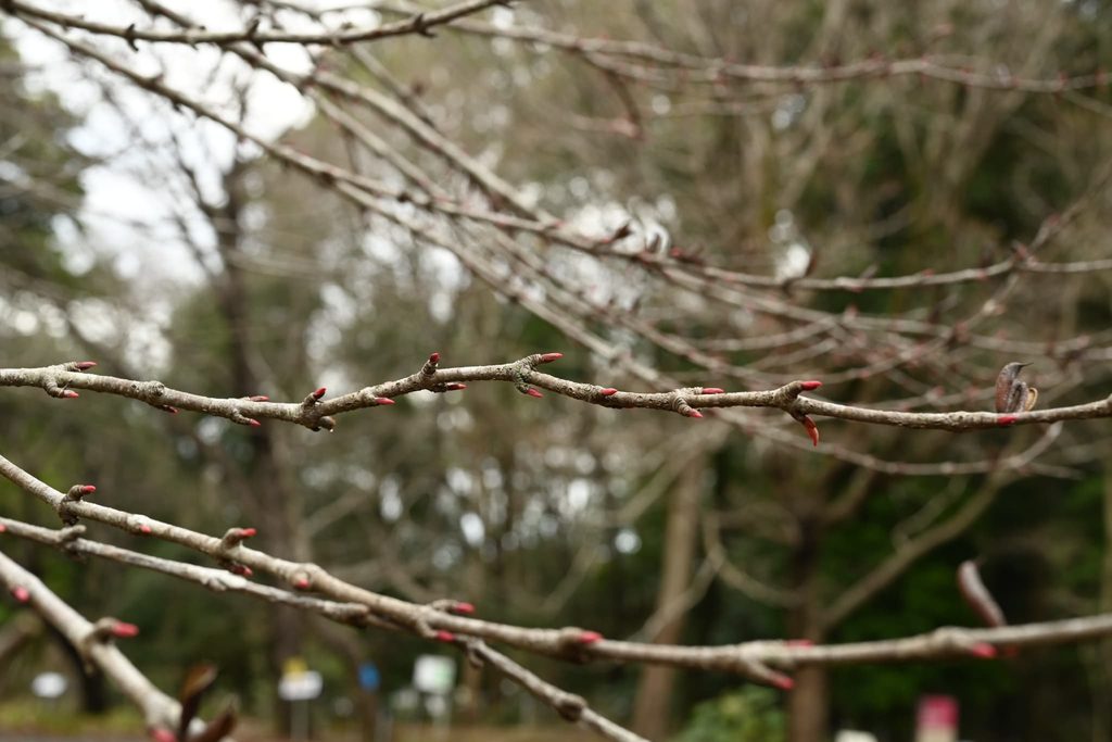 Katsura-Tree-Cercidiphyllum-japonicum