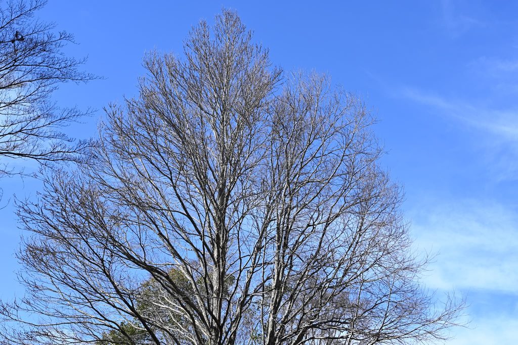 Katsura-Tree-Cercidiphyllum-japonicum